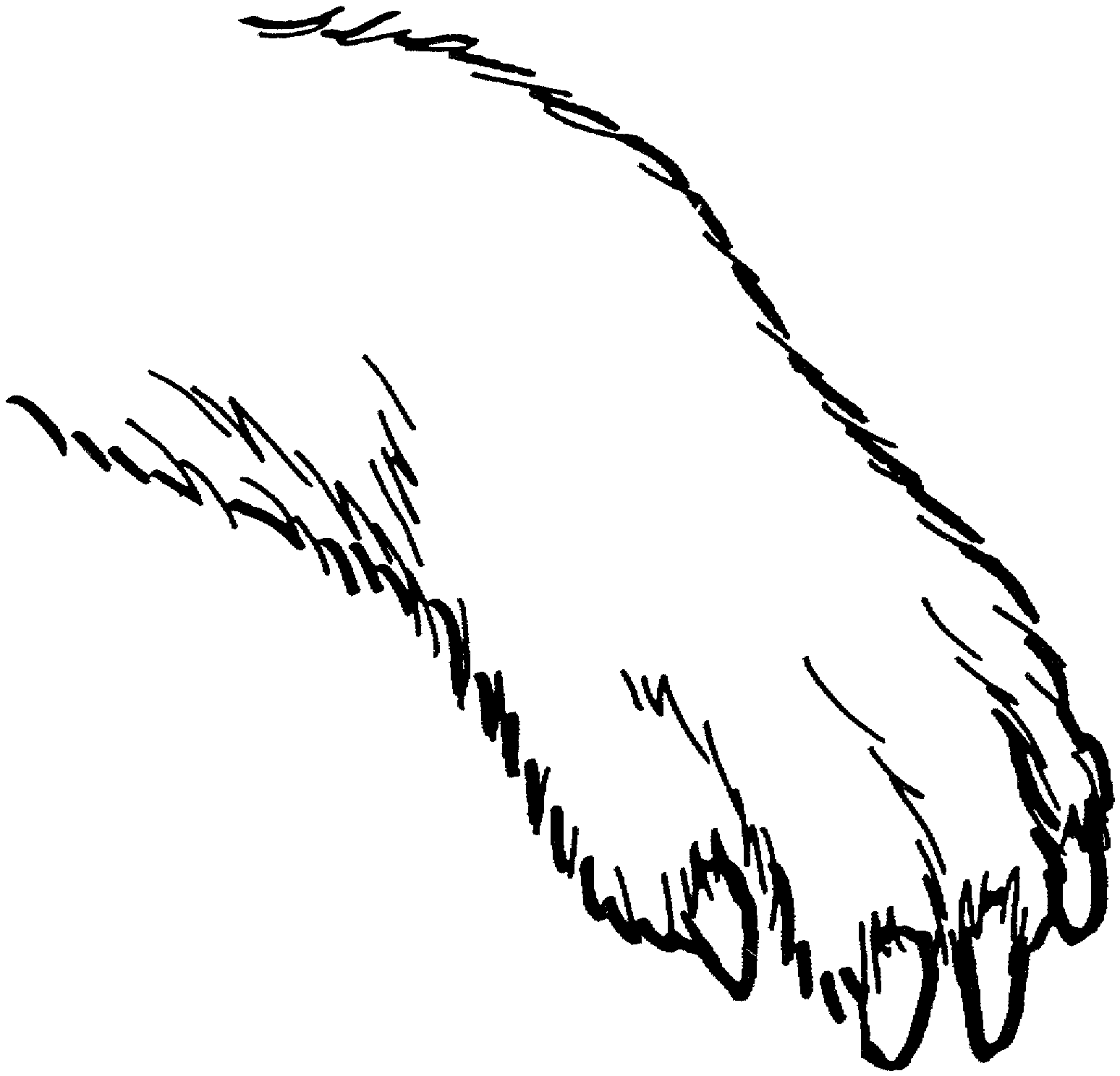 Лапа медведя