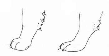 Лапы животных раскраска