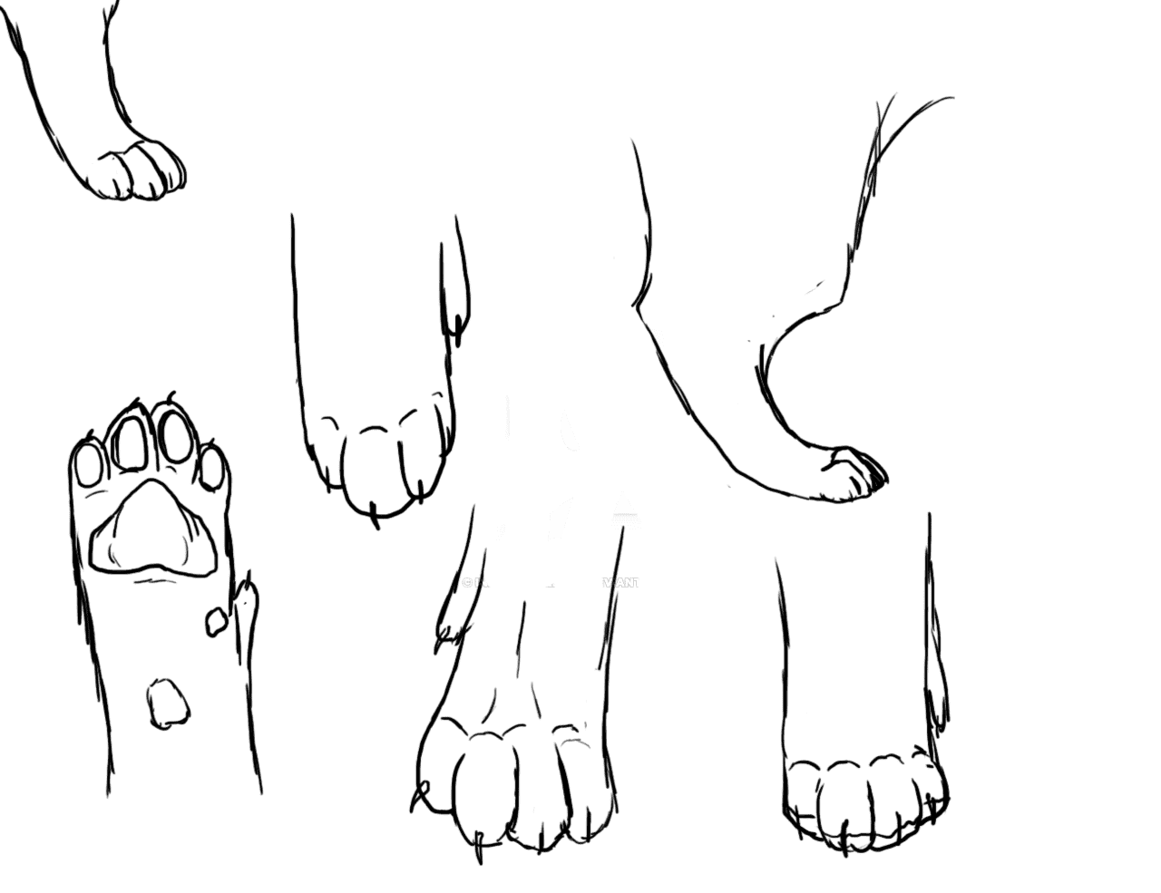 Лапы животных