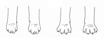 Раскраска для детей лапы