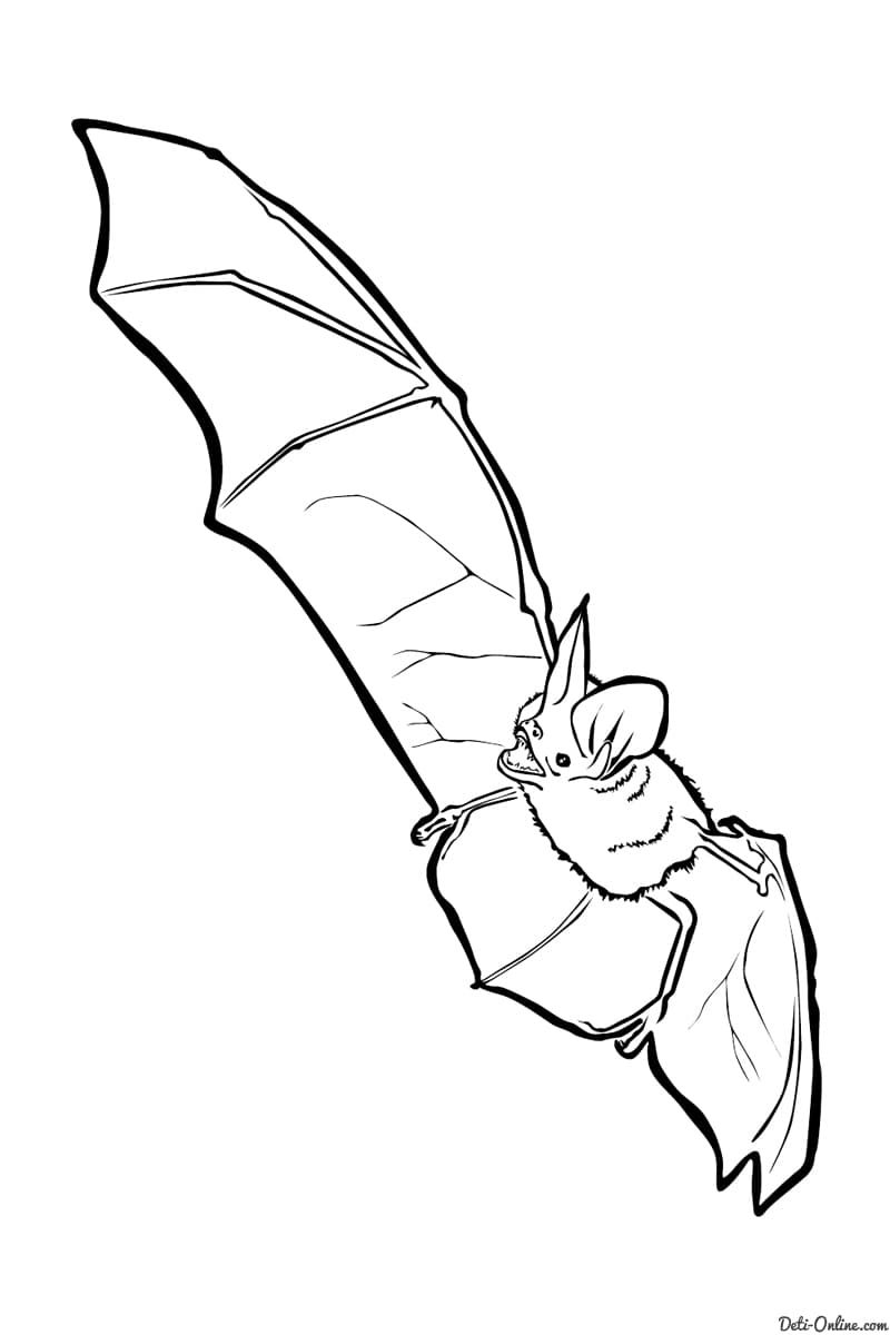 Раскраска для детей летучая мышь