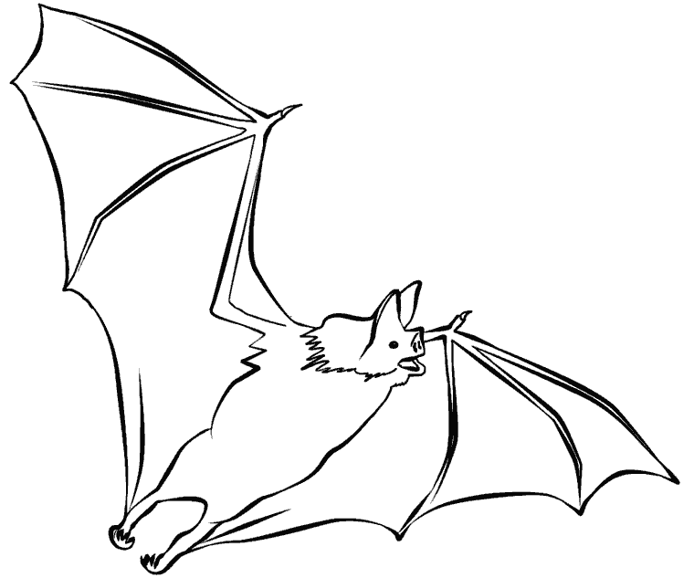 Шаблон летучей мыши