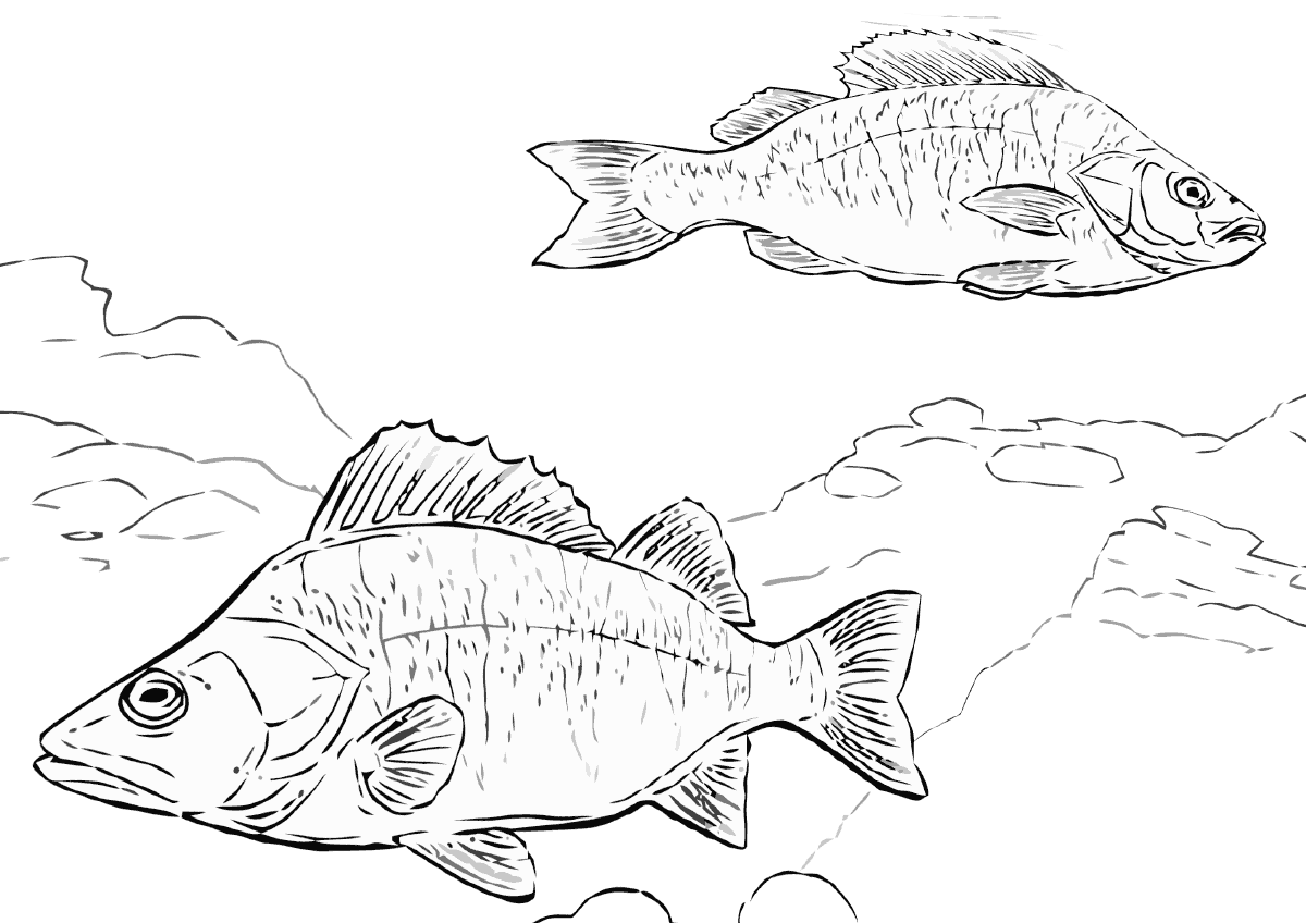 Два окуня раскраска