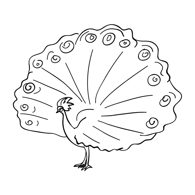 Красивый павлин