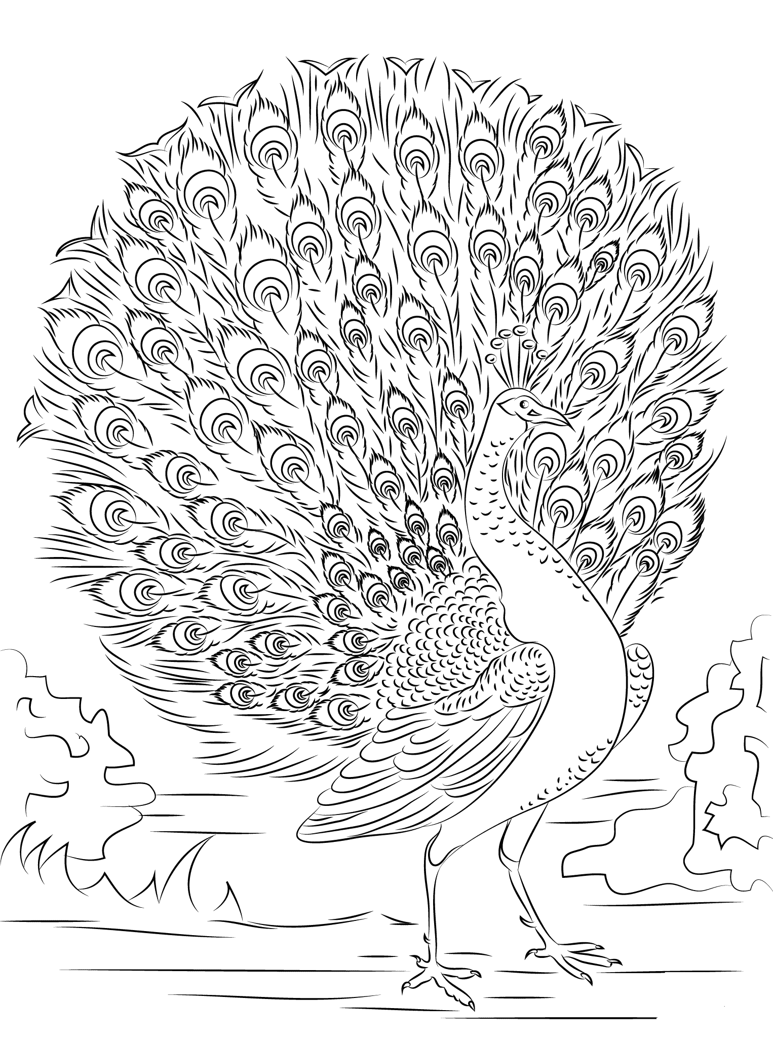 Павлин с большим хвостом