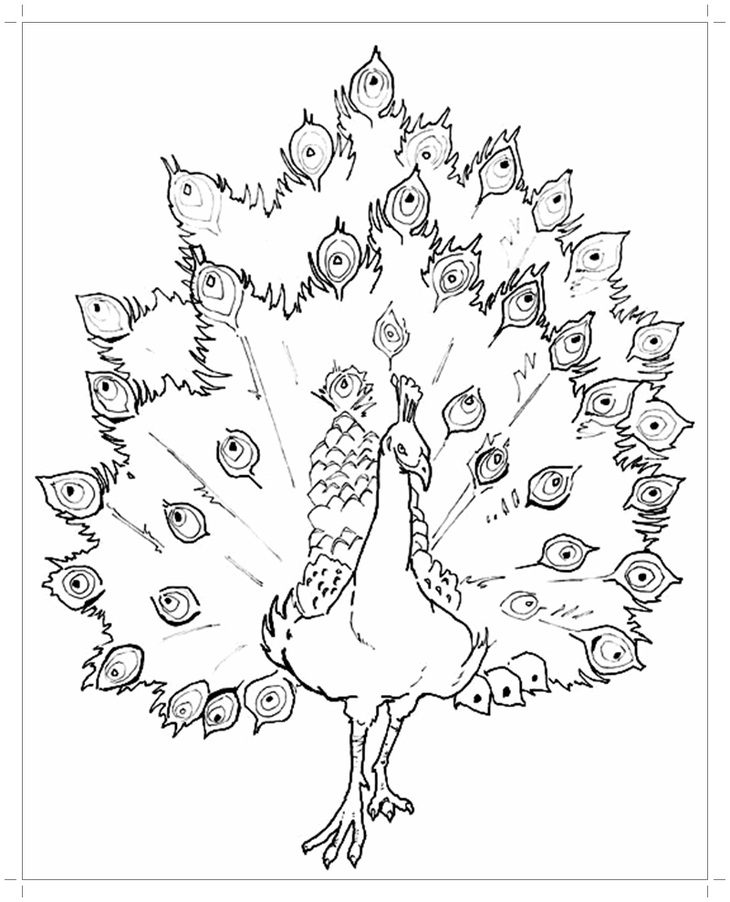 Павлин с пышным хвостом