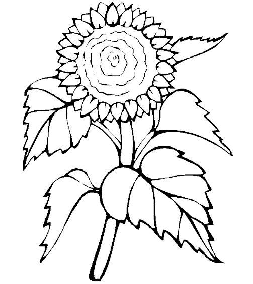 Большой подсолнух