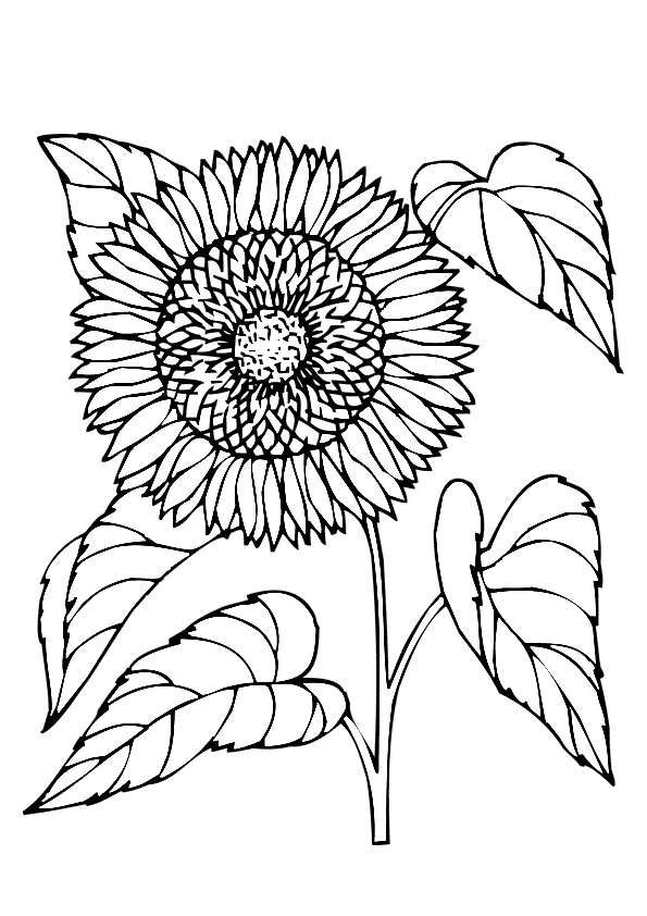 Подсолнух и большие листья