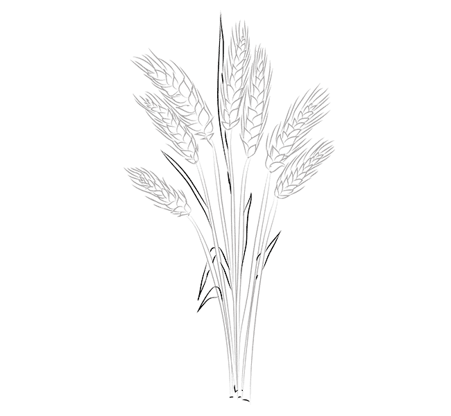 Раскраска для детей пшеница
