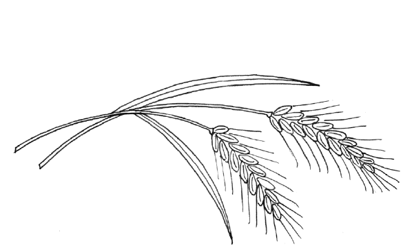 Раскраска пшеница