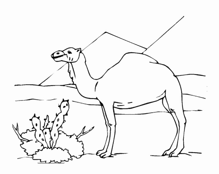 Кактус и верблюд