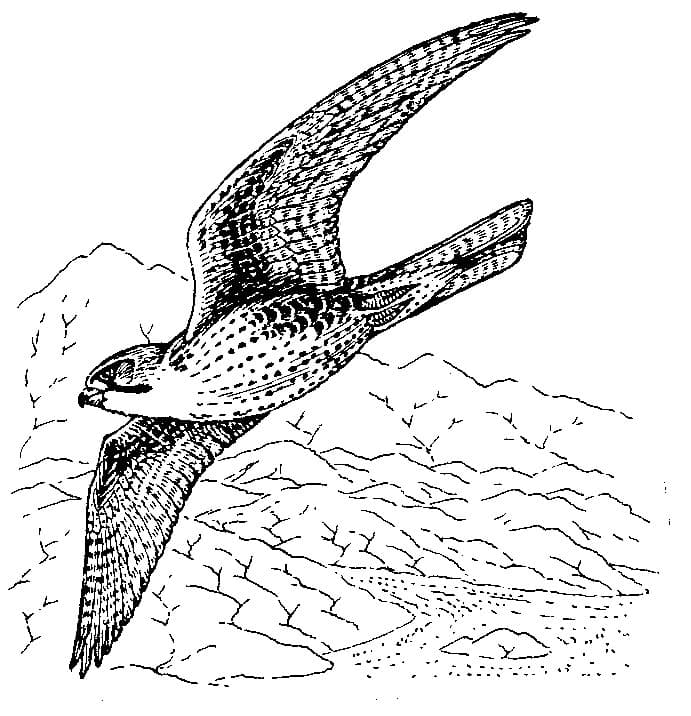 Птица сапсан