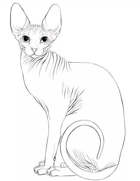 Кошка с большими ушами