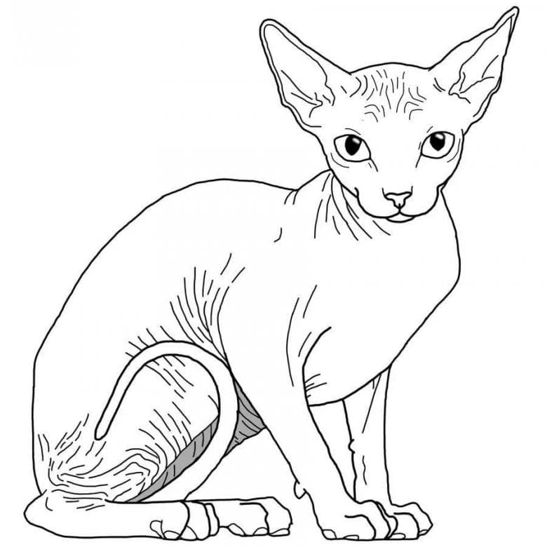Кошка сфинкс