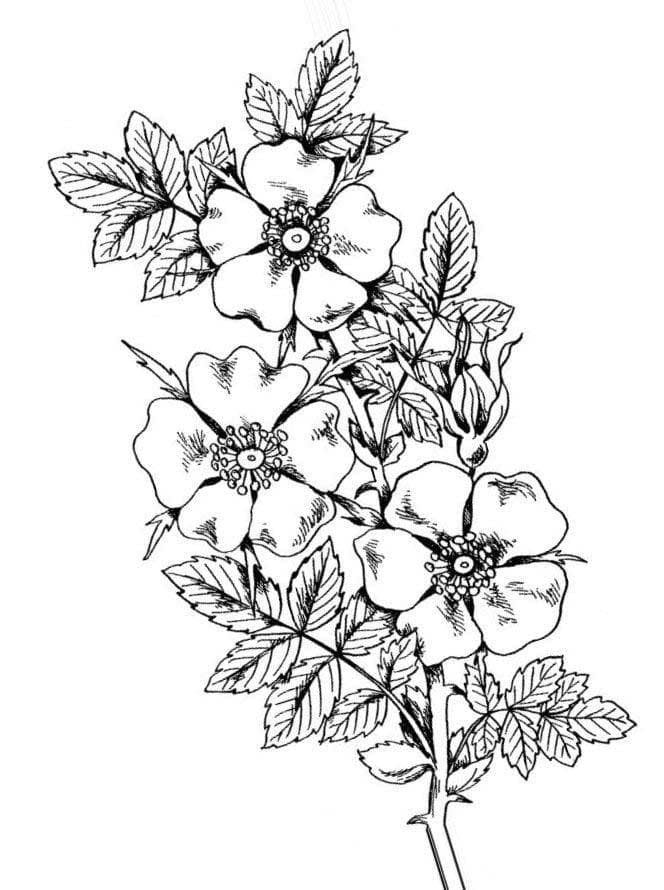Раскраска детская шиповник
