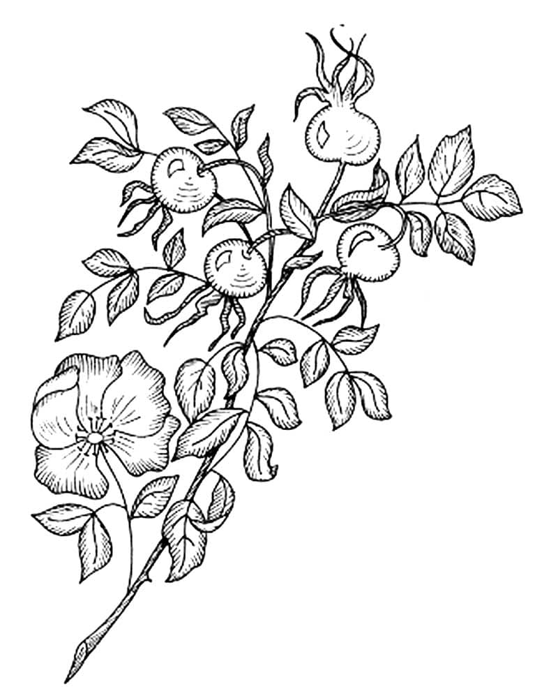 Растение шиповник