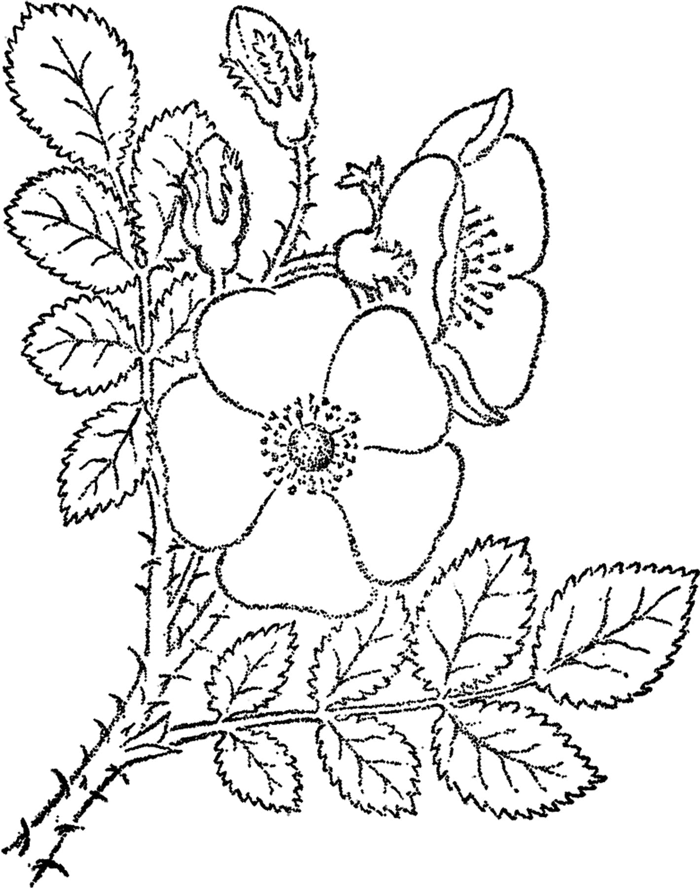 Шиповник раскраска для ребенка