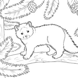 Детская раскраска соболь