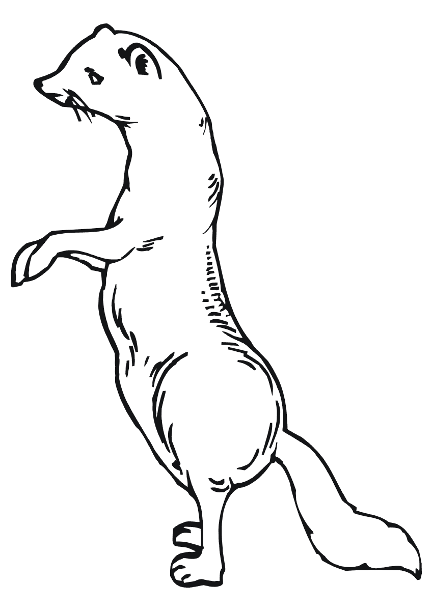 Соболь на задник лапках