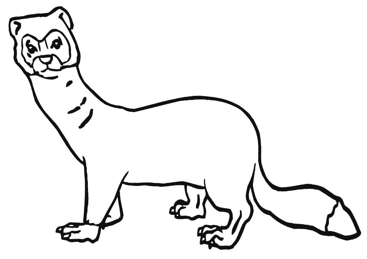 Соболь раскраска для детей