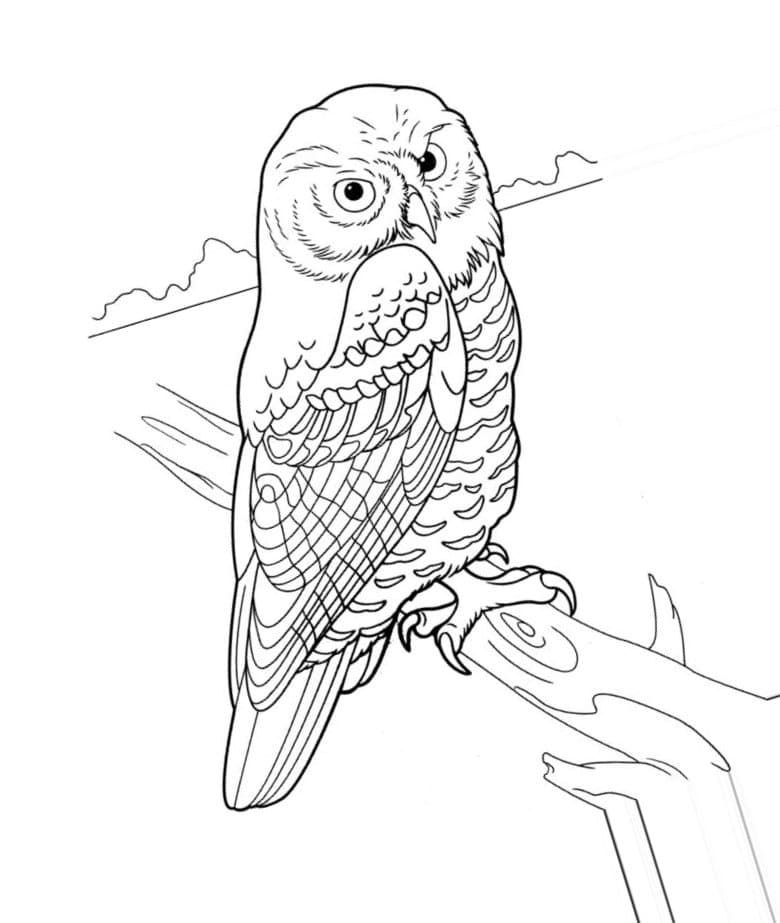 Сова антистресс