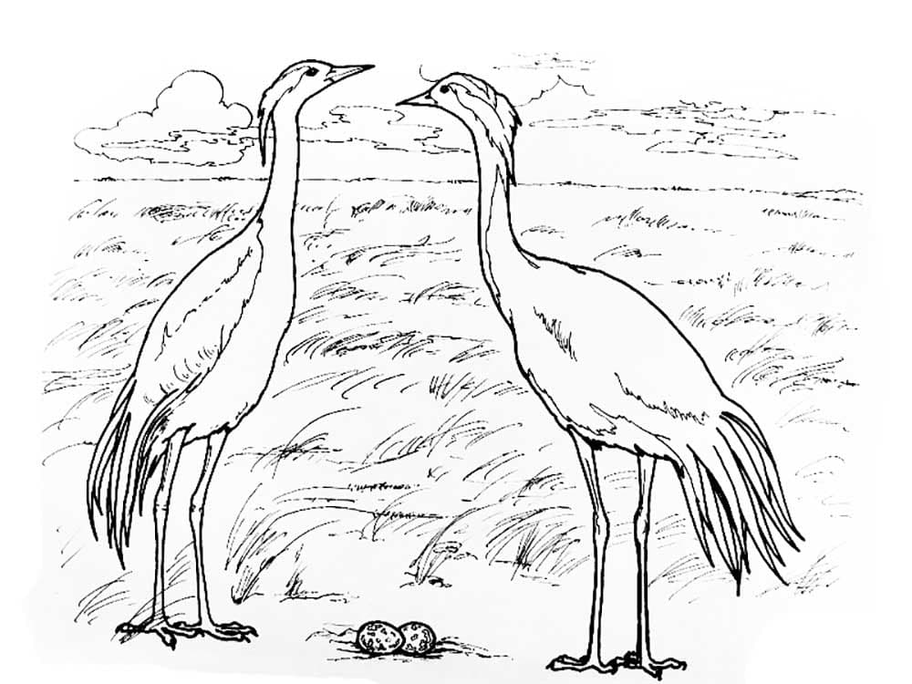 Два журавля