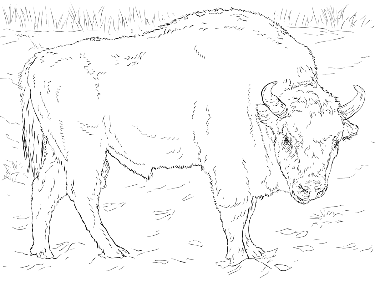 Раскраска зубр