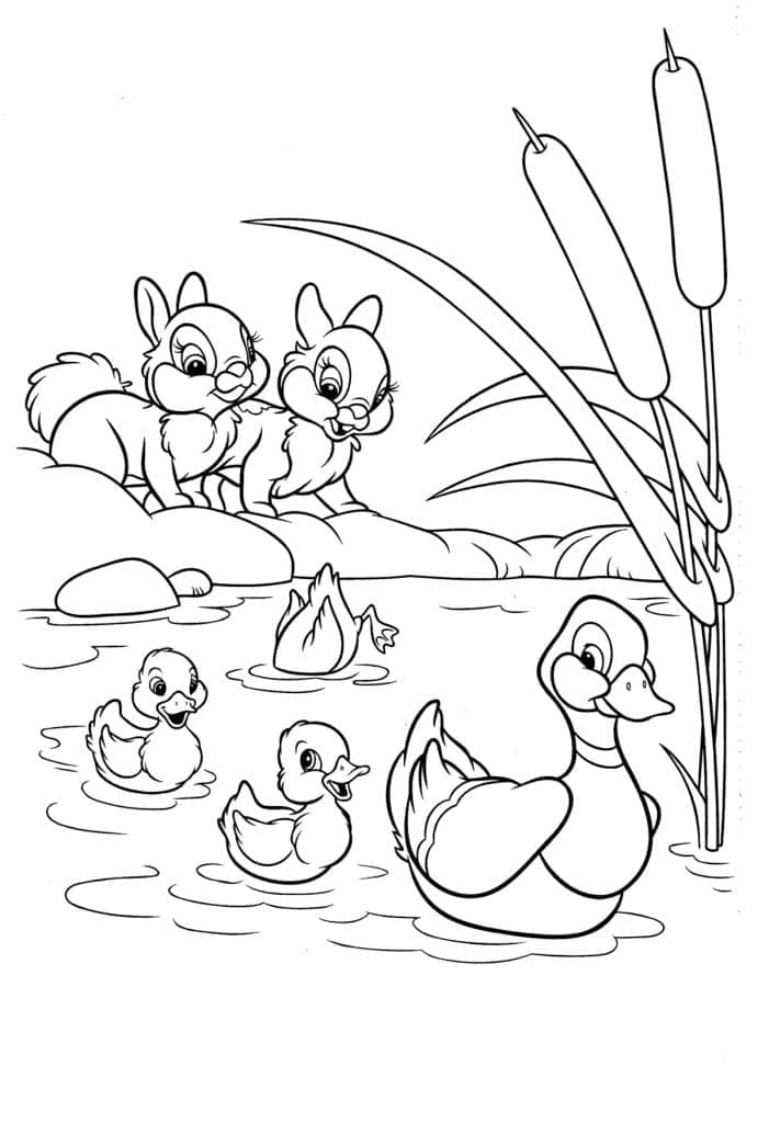 Утки и белки