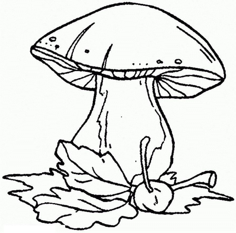 Ёольшой гриб